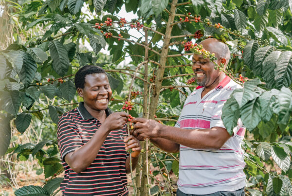 Uganda Coffee Agronomy Training