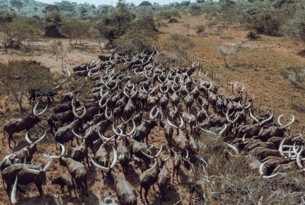 Ankole Cattle
