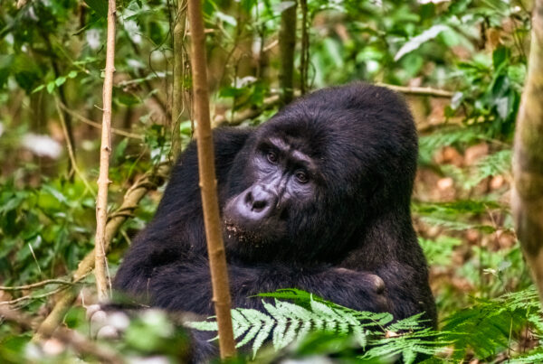 Bwindi Mountain Gorillas
