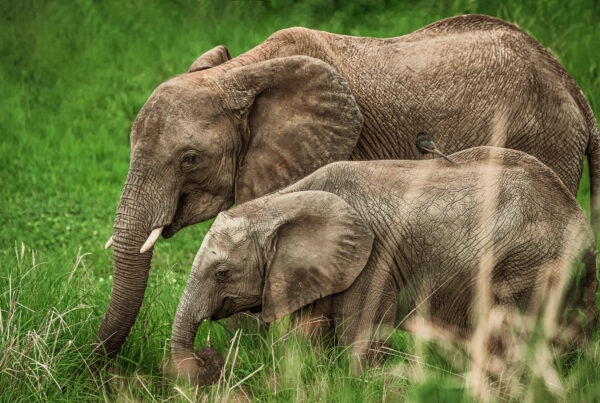 Elephants of Murchison