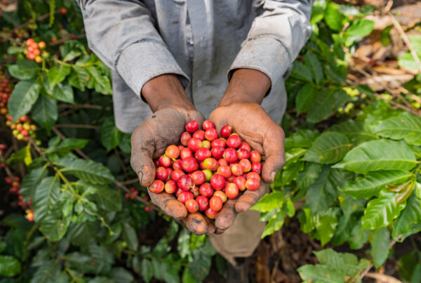 USAID: Alliance for Resilient Coffee